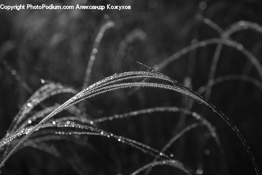 Water, Field, Grass, Grassland, Plant, Blossom, Flora