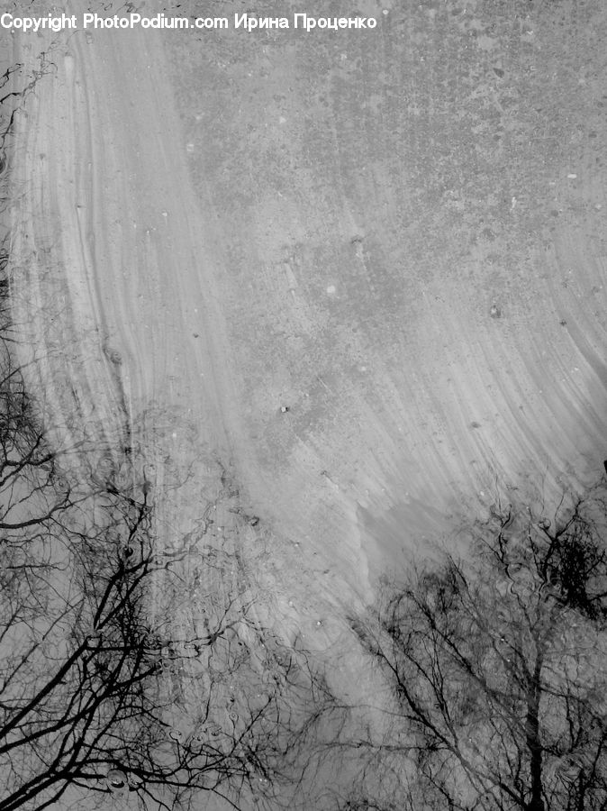 Asphalt, Tarmac, Outdoors, Sand, Soil, Plant, Tree