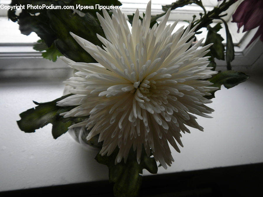Plant, Potted Plant, Blossom, Flora, Flower, Flower Arrangement, Flower Bouquet