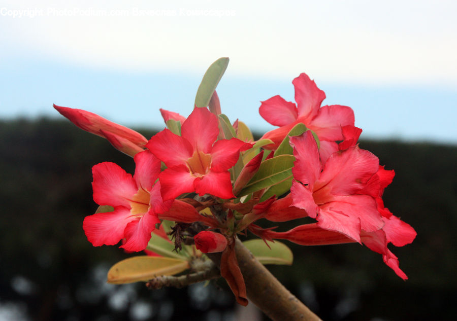 Flora, Flower, Gladiolus, Plant, Blossom, Geranium, Potted Plant