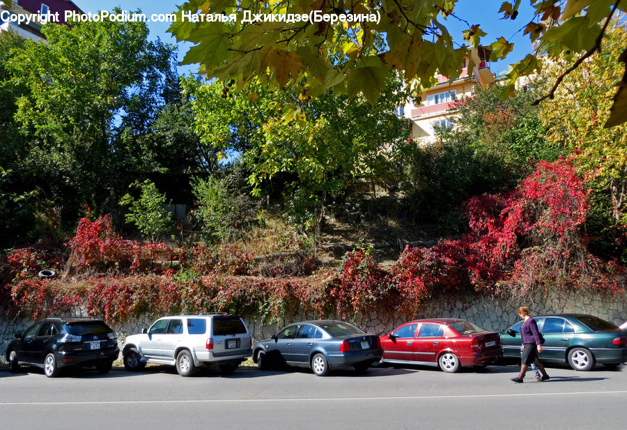Plant, Potted Plant, Automobile, Car, Vehicle, Suv, Coupe