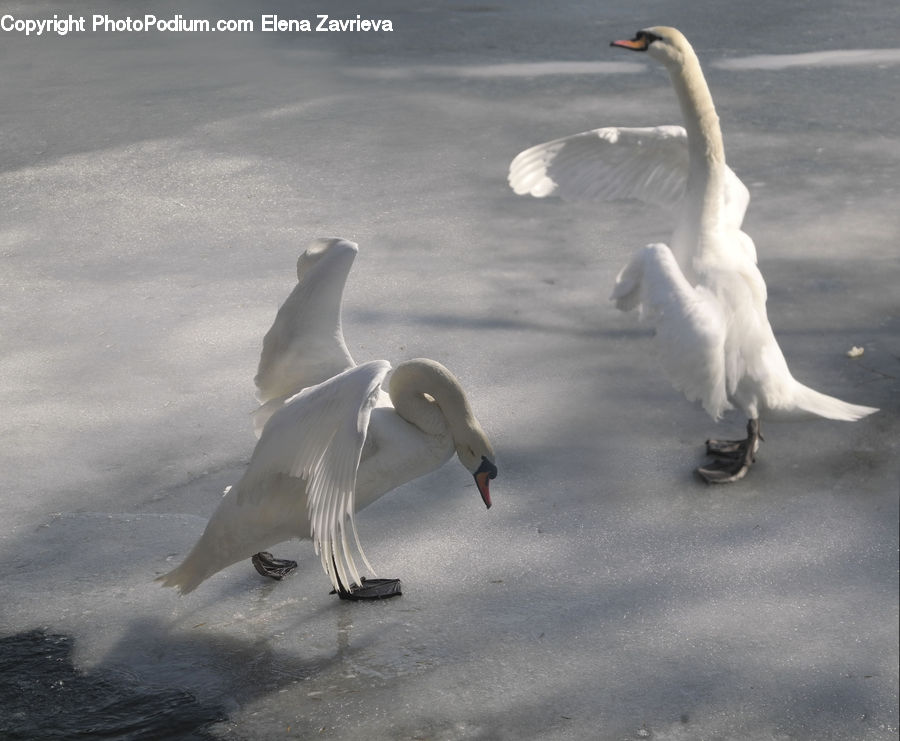 Bird, Swan, Waterfowl, Seagull, Beak, Goose, Outdoors