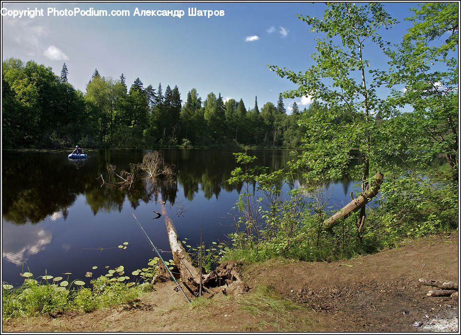 Land, Marsh, Pond, Swamp, Water, Conifer, Fir