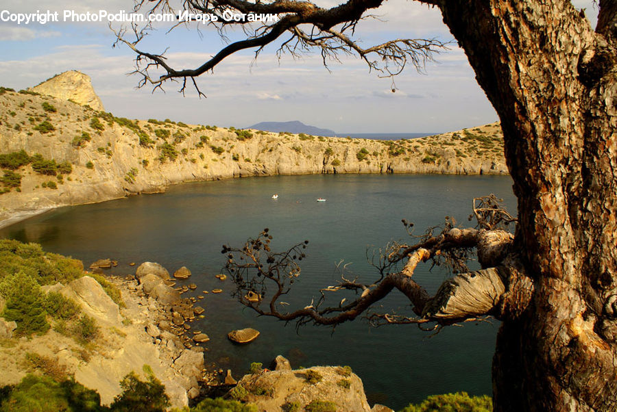 Lagoon, Lake, Outdoors, Water, Bonsai, Plant, Potted Plant