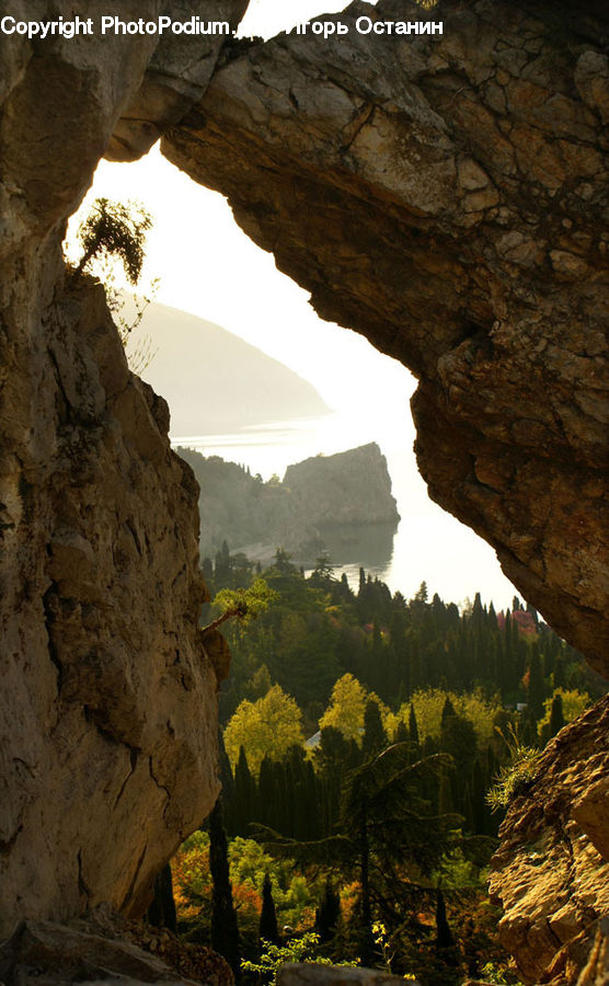 Cave, Forest, Vegetation, Conifer, Fir, Plant, Tree