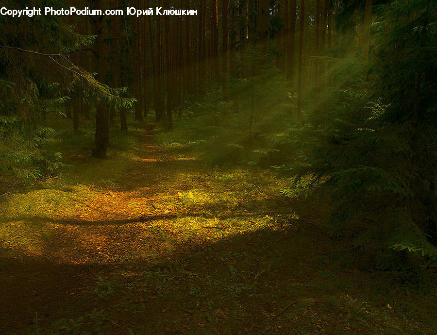 Forest, Vegetation, Dirt Road, Gravel, Road, Moss, Plant