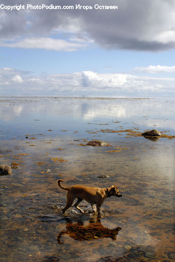 Beach, Coast, Outdoors, Sea, Water, Adorable, Angus