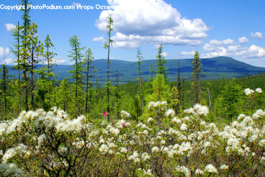 Conifer, Fir, Plant, Tree, Outdoors, Plateau, Blossom