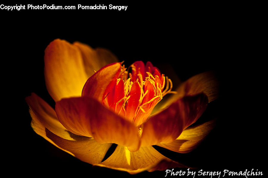 Blossom, Flora, Flower, Plant, Crocus, Tulip, Dahlia
