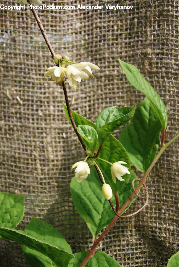 Flower, Plant, Vanilla, Blossom, Flora, Lupin, Lily