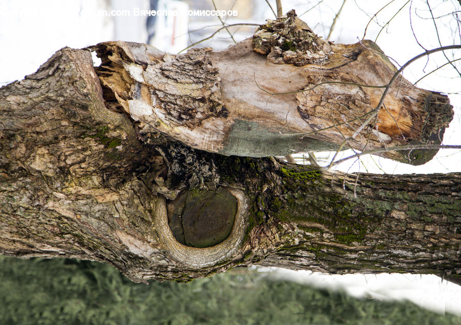 Bird Nest, Nest, Rock, Outdoors, Soil, Rubble, Birch
