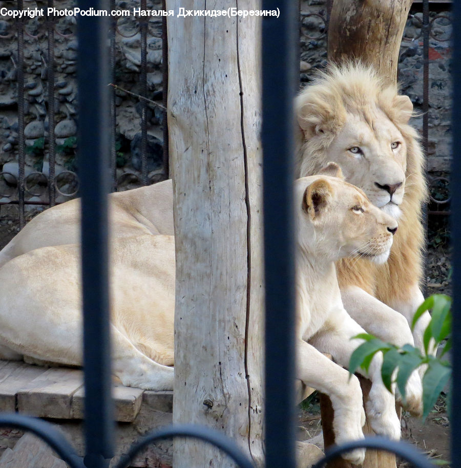 Animal, Lion, Wildlife, Chow, Dog, Pet, Costume