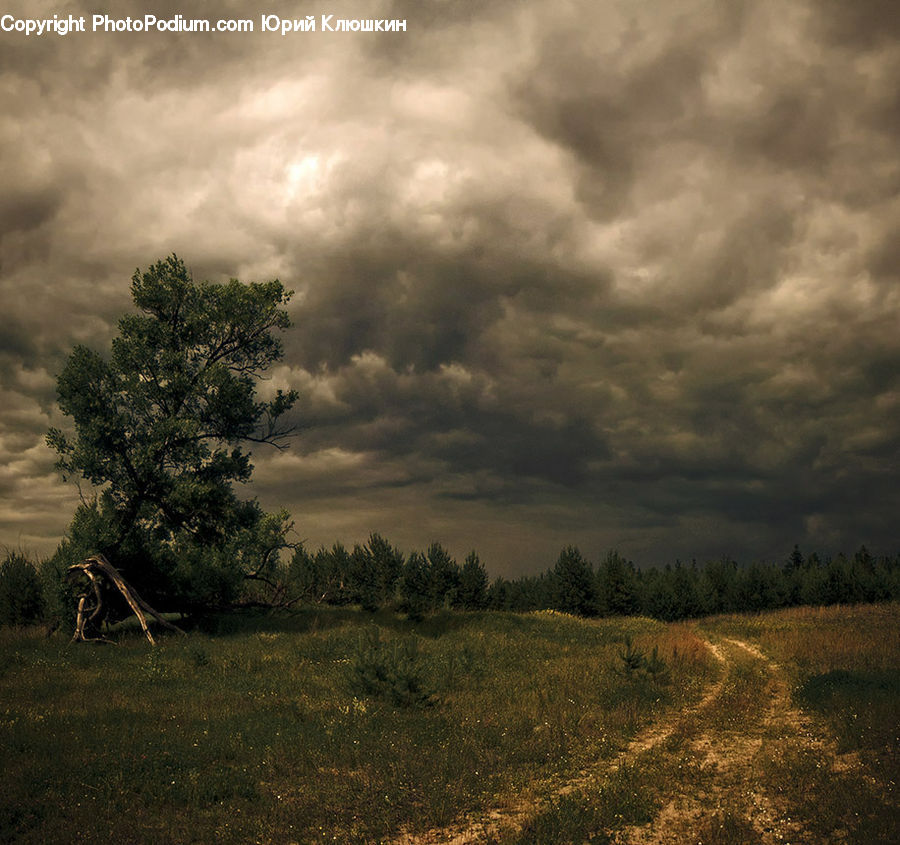 Field, Grass, Grassland, Land, Outdoors, Dirt Road, Gravel