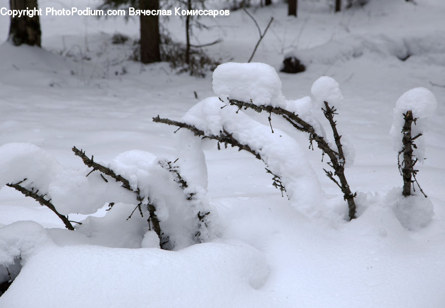 Ice, Outdoors, Snow, Blizzard, Weather, Winter, Conifer
