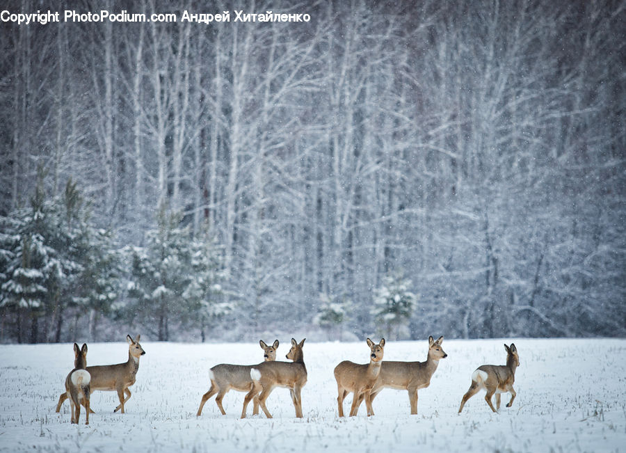 Animal, Deer, Mammal, Wildlife, Elk, Forest, Vegetation
