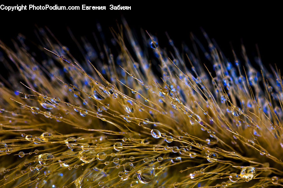 Field, Grass, Grassland, Plant, Blossom, Flora, Flower