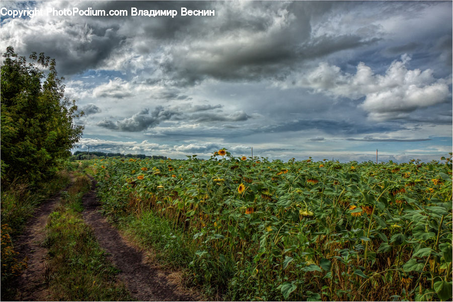 Dirt Road, Gravel, Road, Plant, Field, Grass, Grassland