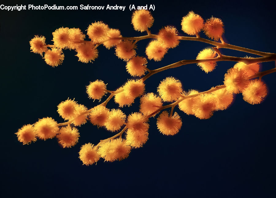Flower, Mimosa, Plant, Blossom, Flora, Dandelion, Pollen