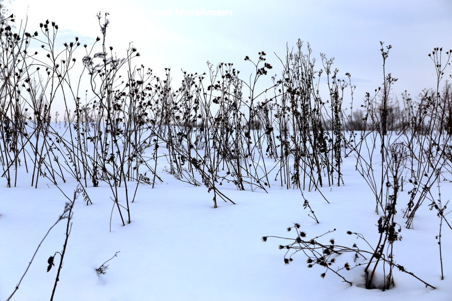Grass, Plant, Reed, Field, Grassland, Blossom, Flora