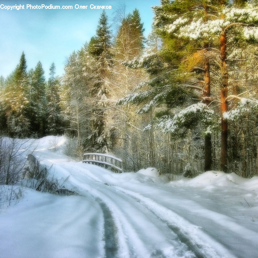 Forest, Vegetation, Conifer, Fir, Plant, Tree, Ice