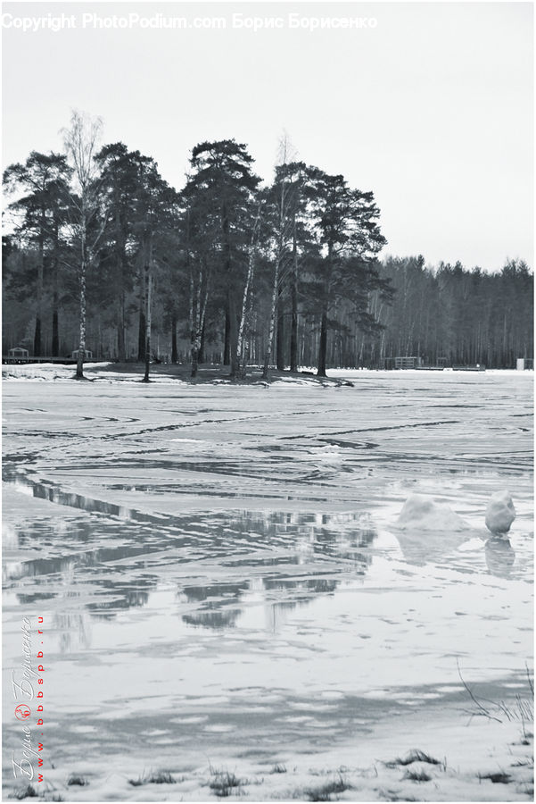 Plant, Tree, Ice, Outdoors, Snow, Forest, Vegetation