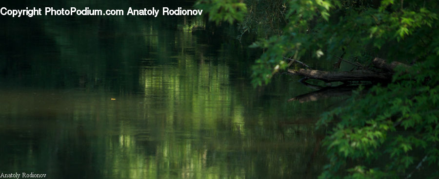 Plant, Tree, Willow, Forest, Jungle, Rainforest, Vegetation