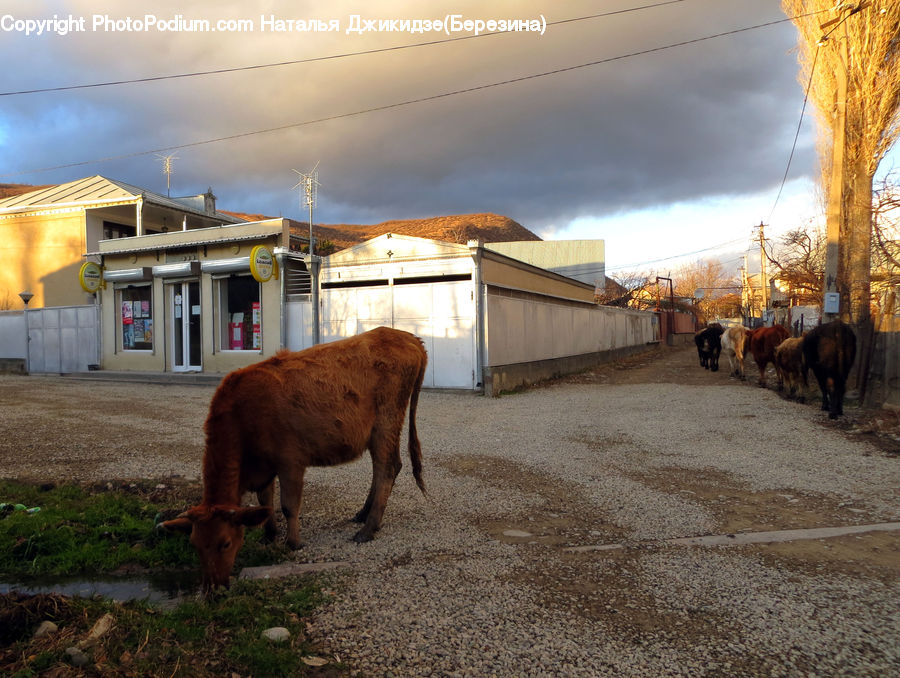 Animal, Cattle, Cow, Dairy Cow, Mammal, Bull, Longhorn