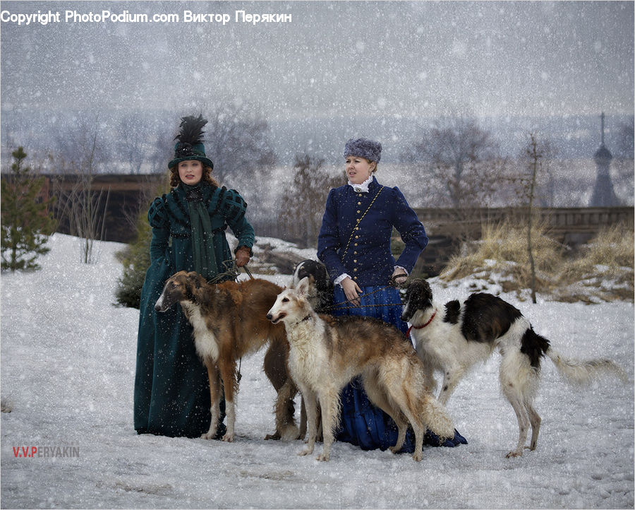 People, Person, Human, Animal, Canine, Collie, Dog