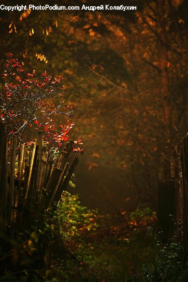 Plant, Potted Plant, Maple, Tree, Wood, Forest, Jungle