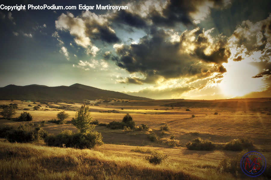 Disk, Frisbee, Field, Grass, Grassland, Land, Outdoors