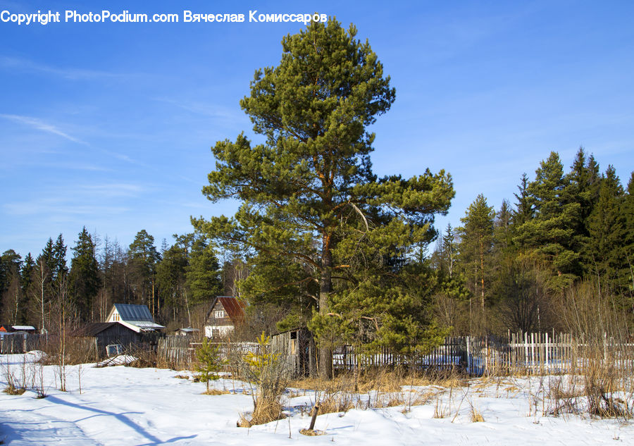 Cabin, Hut, Rural, Shack, Shelter, Conifer, Fir