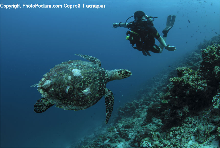 Coral Reef, Outdoors, Reef, Sea, Sea Life, Water, Reptile