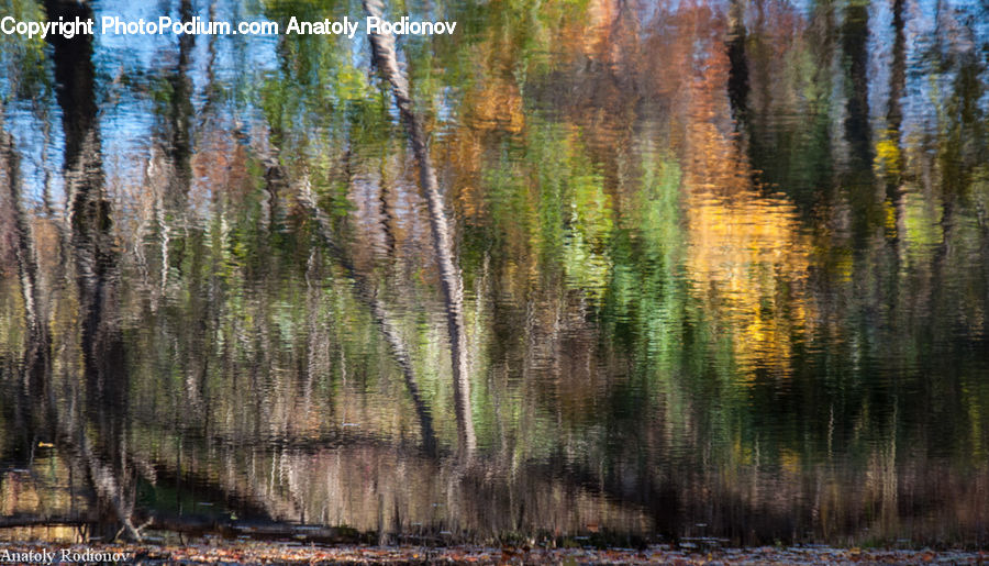 Birch, Tree, Wood, Land, Marsh, Outdoors, Swamp