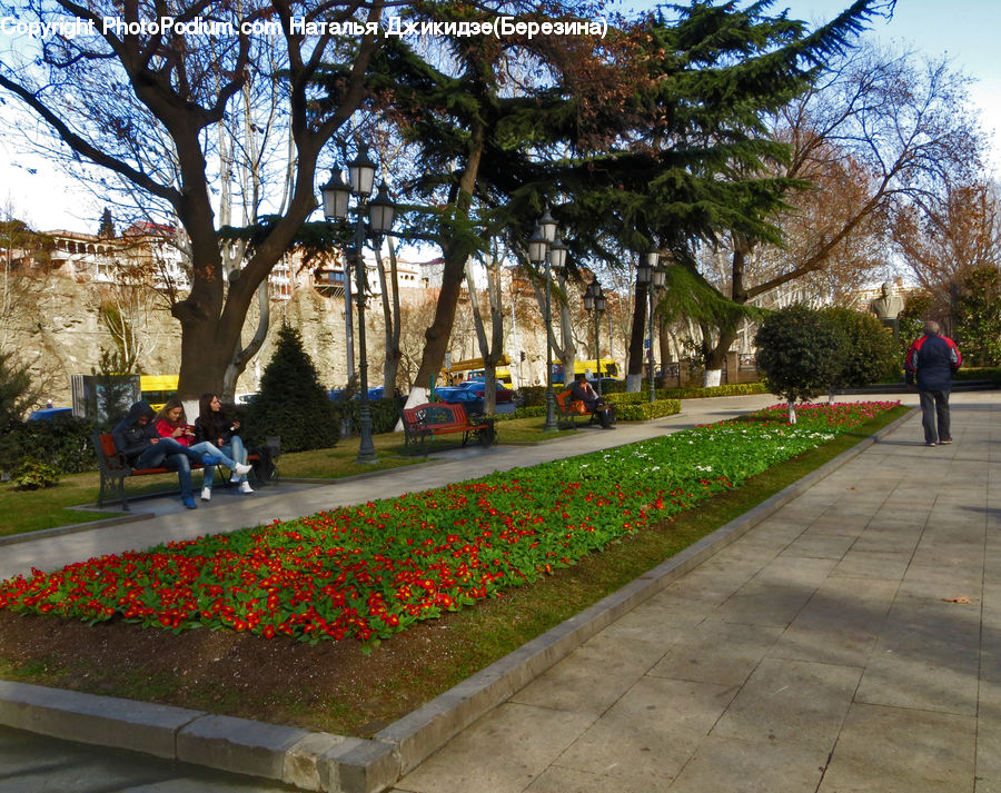 Park, Plant, Tree, Campus, Architecture, Downtown, Plaza