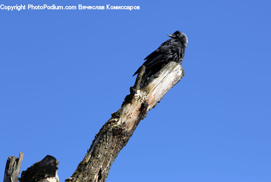 Bird, Blackbird, Crow, Buzzard, Harrier, Hawk, Vulture