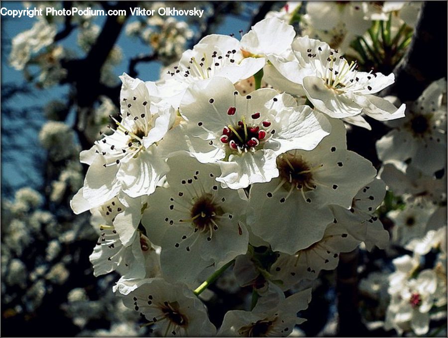 Blossom, Flora, Flower, Plant, Cherry Blossom, Motor, Motorcycle
