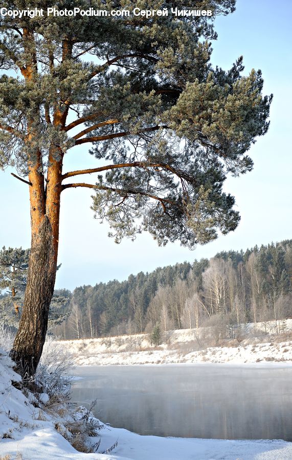Conifer, Fir, Plant, Tree, Landscape, Nature, Scenery