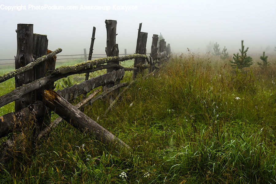 Plant, Vegetation, Forest, Jungle, Rainforest, Field, Grass