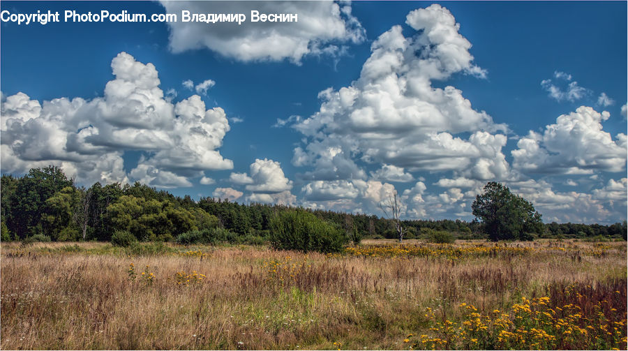 Cloud, Cumulus, Sky, Field, Grass, Grassland, Land