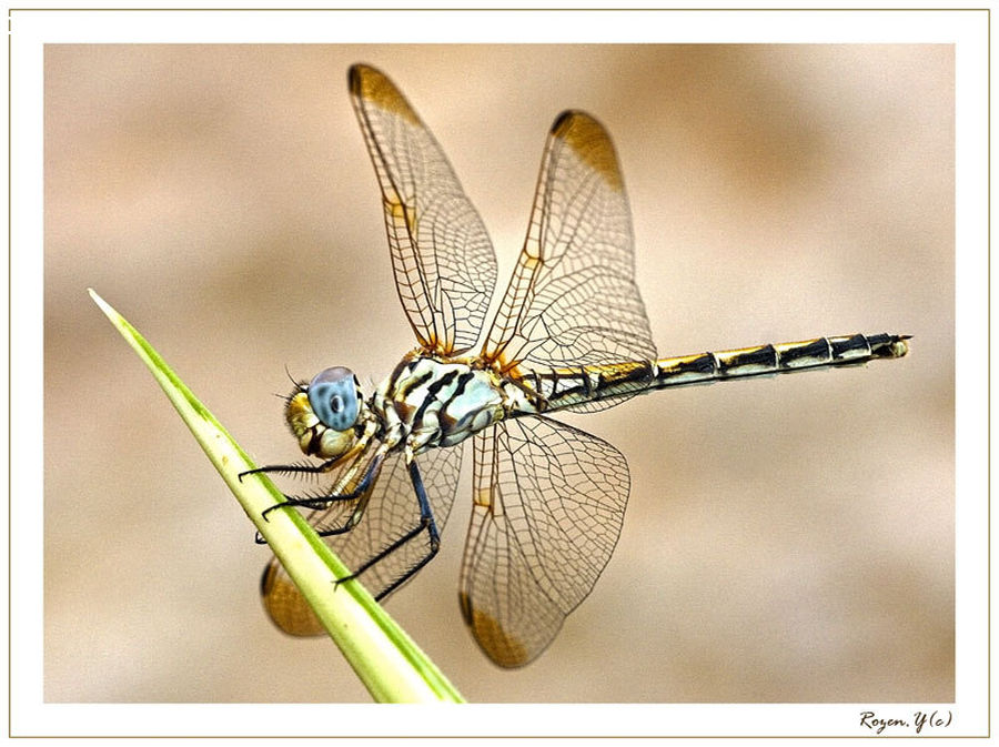 Anisoptera, Dragonfly, Insect, Invertebrate