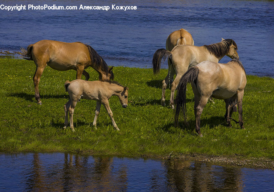 Animal, Horse, Mammal, Colt Horse, Foal, Field, Grass