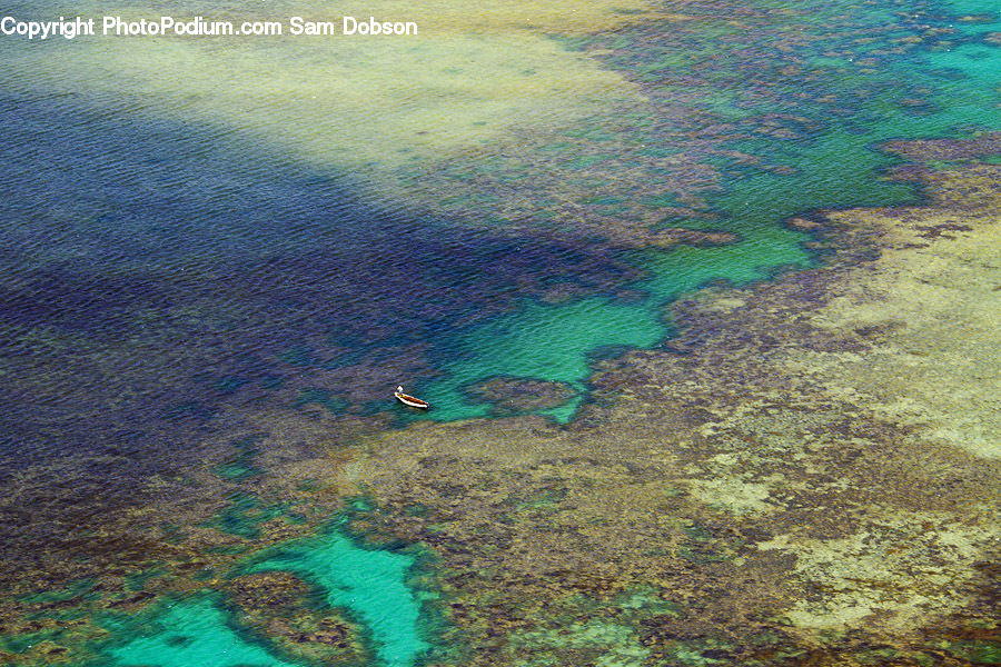 Coral Reef, Outdoors, Reef, Sea, Sea Life, Water, Algae