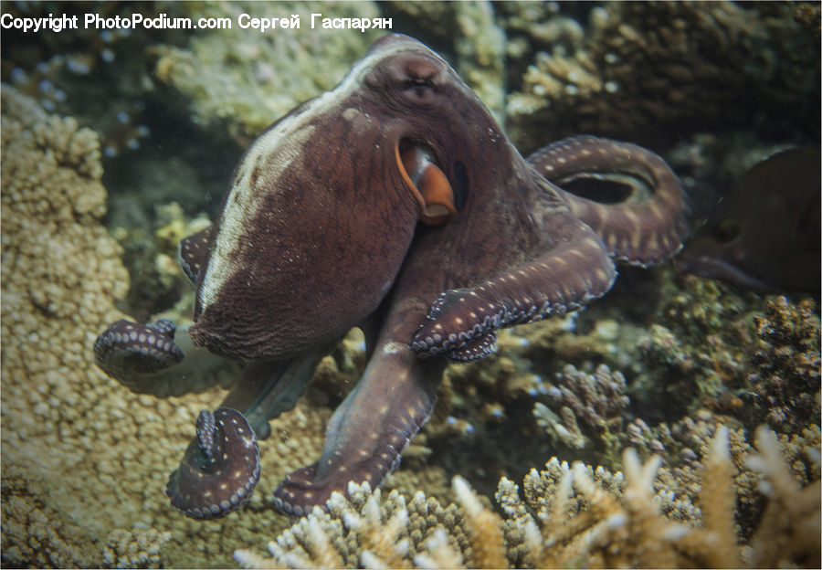 Invertebrate, Octopus, Sea Life, Fish, Coral Reef, Outdoors, Reef