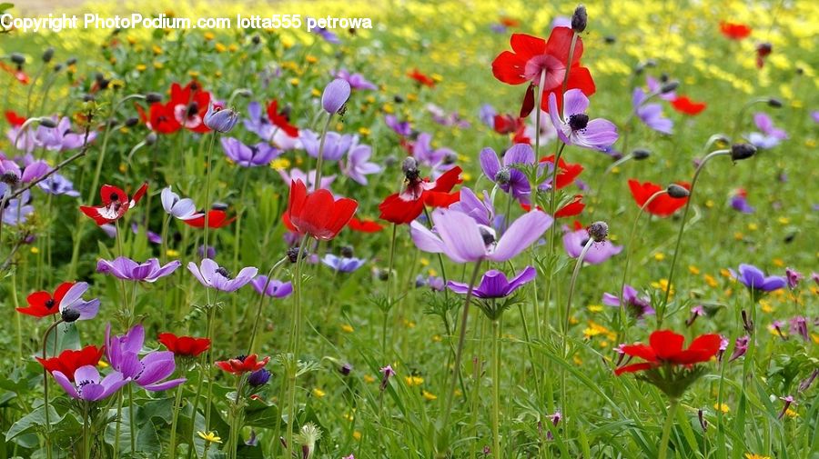 Flora, Flower, Iris, Plant, Blossom, Poppy, Gladiolus