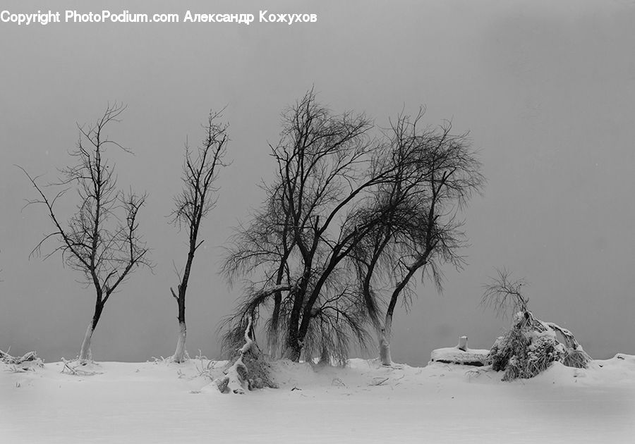 Ice, Outdoors, Snow, Plant, Tree, Alps, Crest