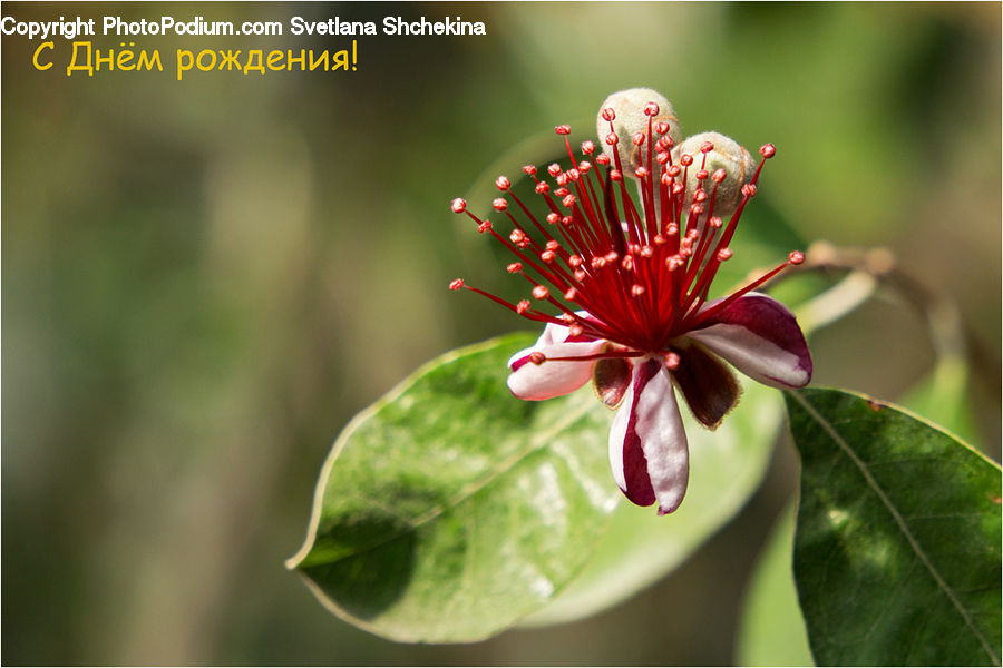 Blossom, Flora, Flower, Plant, Geranium, Cherry Blossom, Dahlia