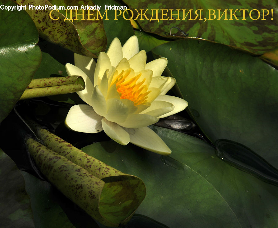 Flower, Lily, Plant, Pond Lily, Cactus, Blossom, Flora