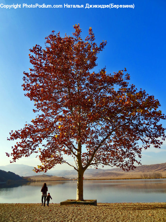 Exercise, Fitness, Jogging, Plant, Tree, Oak, Wood