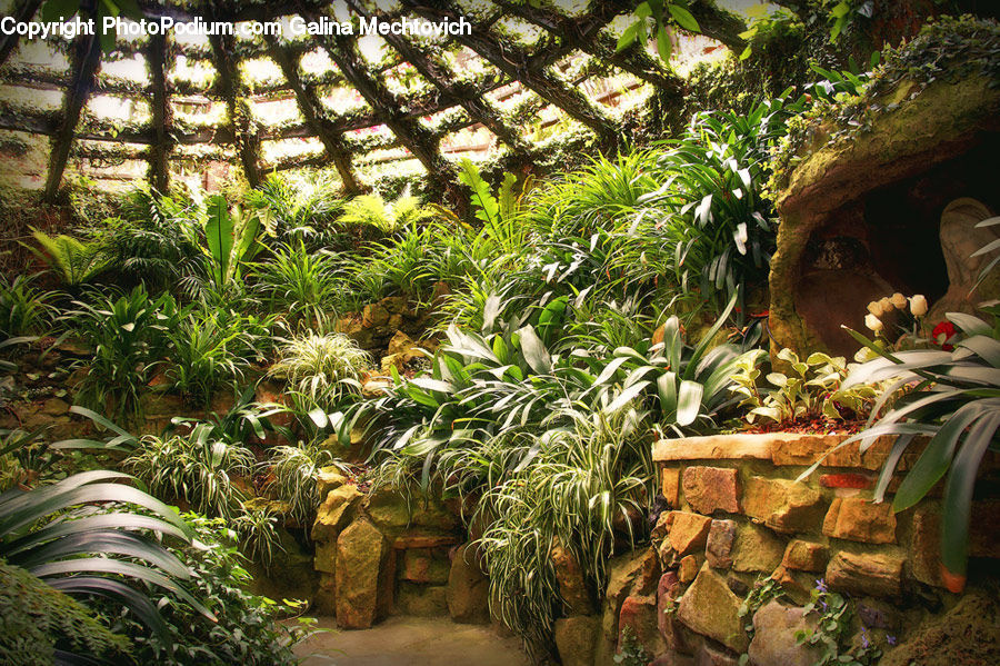 Plant, Potted Plant, Patio, Pergola, Porch, Blossom, Flora