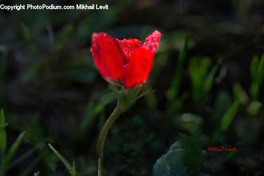 Blossom, Flora, Flower, Plant, Poppy, Carnation, Rose
